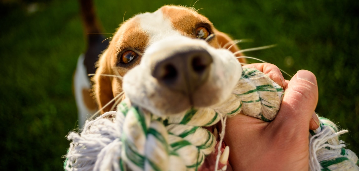 beagle se joaca cu o jucarie pentru caini