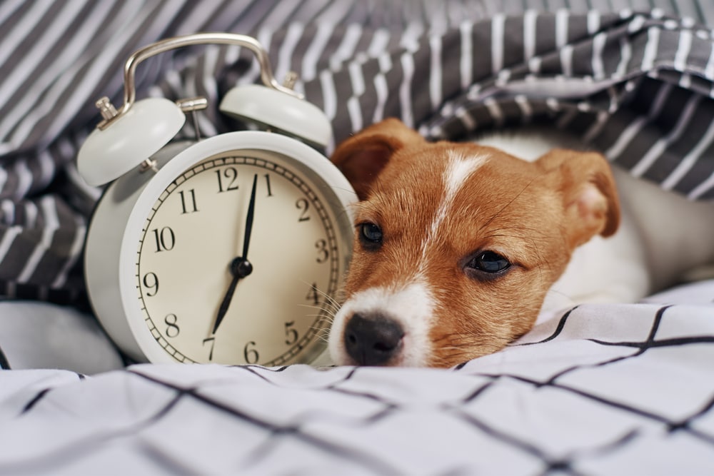 catelus care sta in pat langa un ceas cu alarma