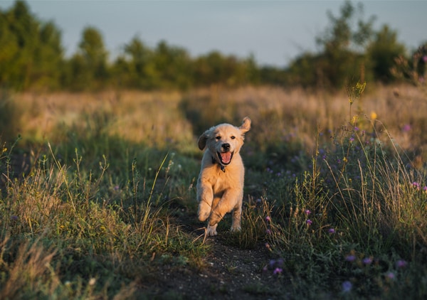 Catelus dragut care alearga afara NN