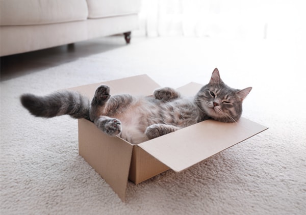 Pisica lenesa care sta intr-o cutie NN