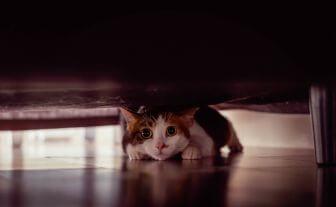 pisica se adaposteste sub pat